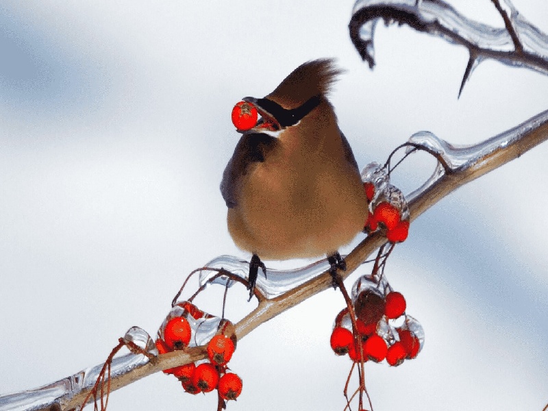 人工受孕的大概费用（澳洲试管机构名单）